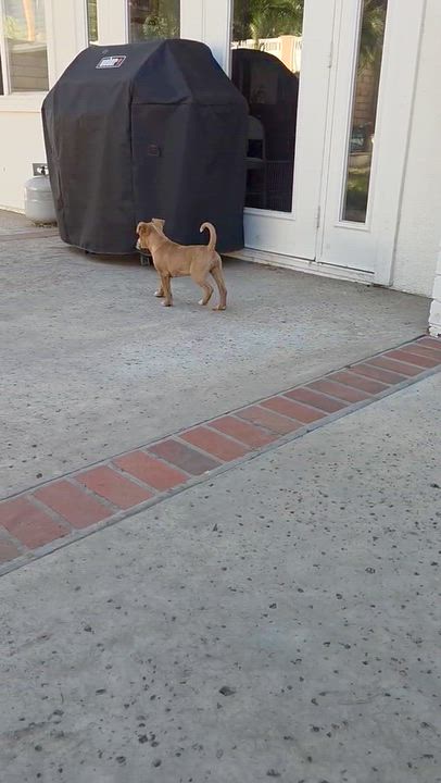 Enlarge Cinnamon Roll, a Adoptable mixed breed in Carlsbad, CA video 4/6