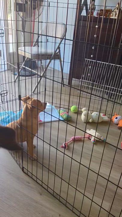 Enlarge Cinnamon Roll, a Adoptable mixed breed in Carlsbad, CA video 6/6