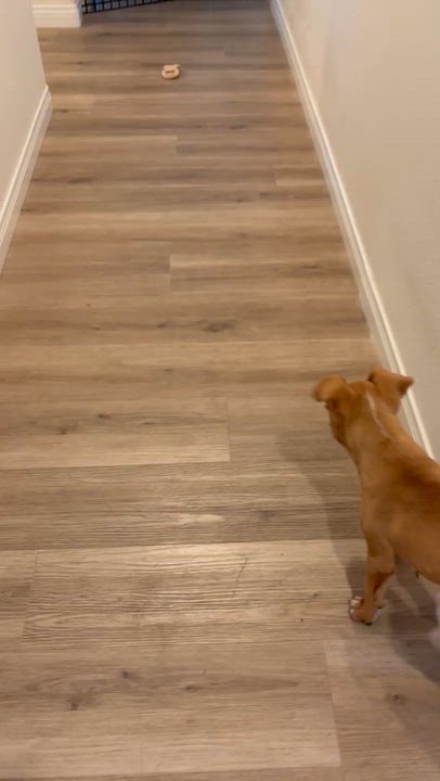 Enlarge Cinnamon Roll, a Adoptable mixed breed in Carlsbad, CA video 5/6