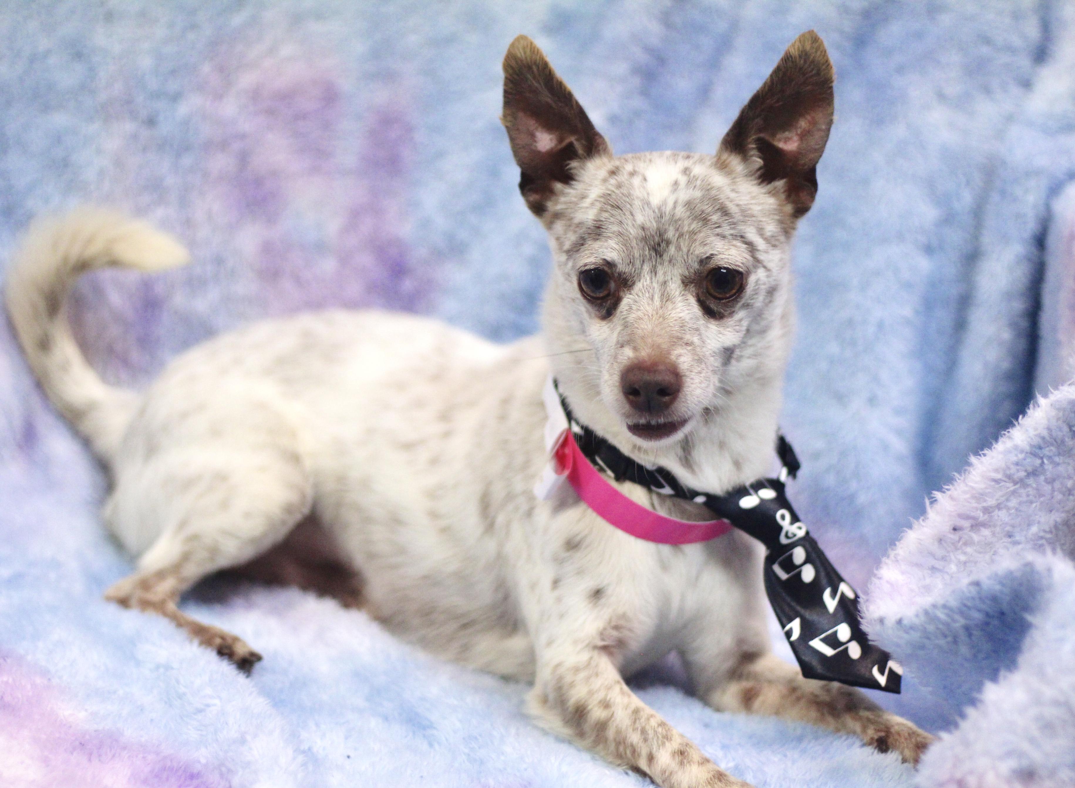 Enlarge Merlow in NH. Come Meet our Adoptable Dogs Wednesday-Saturday. More info in Bio, an adoptable mixed breed in Manchester, NH image 2/4