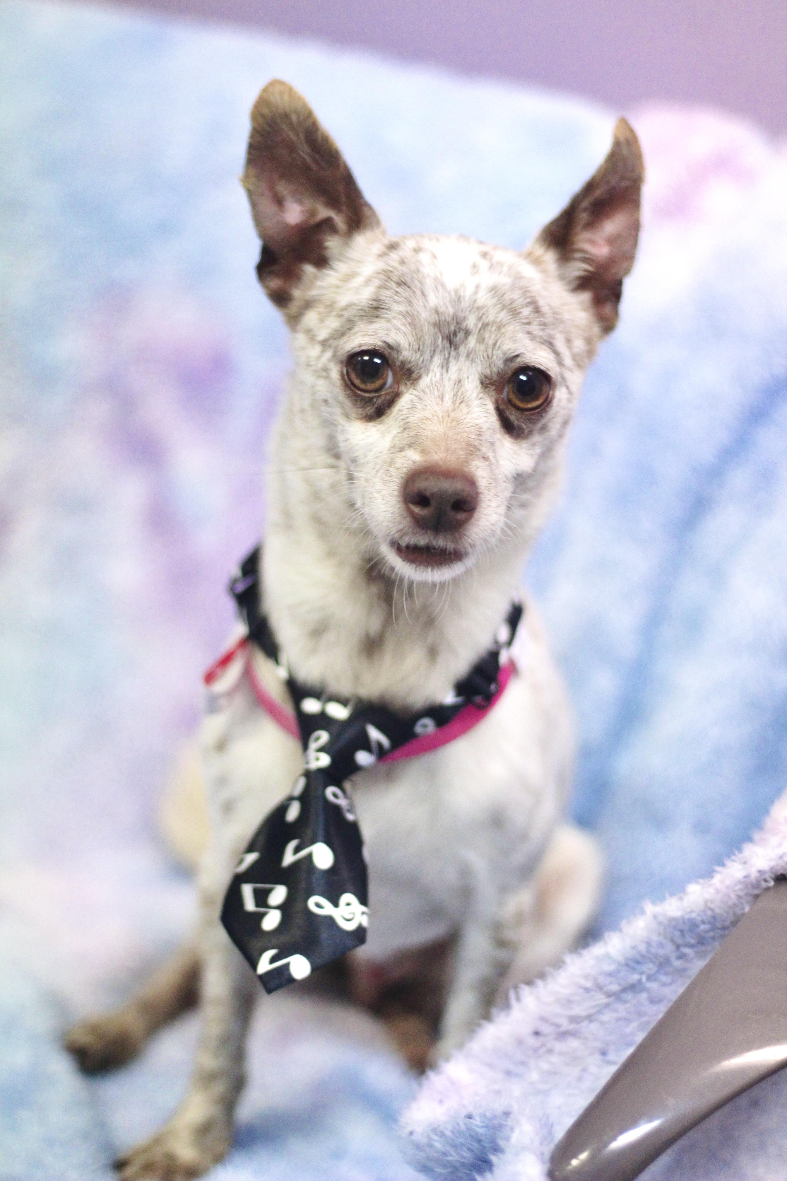 Merlow in NH. Come Meet our Adoptable Dogs Wednesday-Saturday. More info in Bio, adoptable, Adult Male Chihuahua.