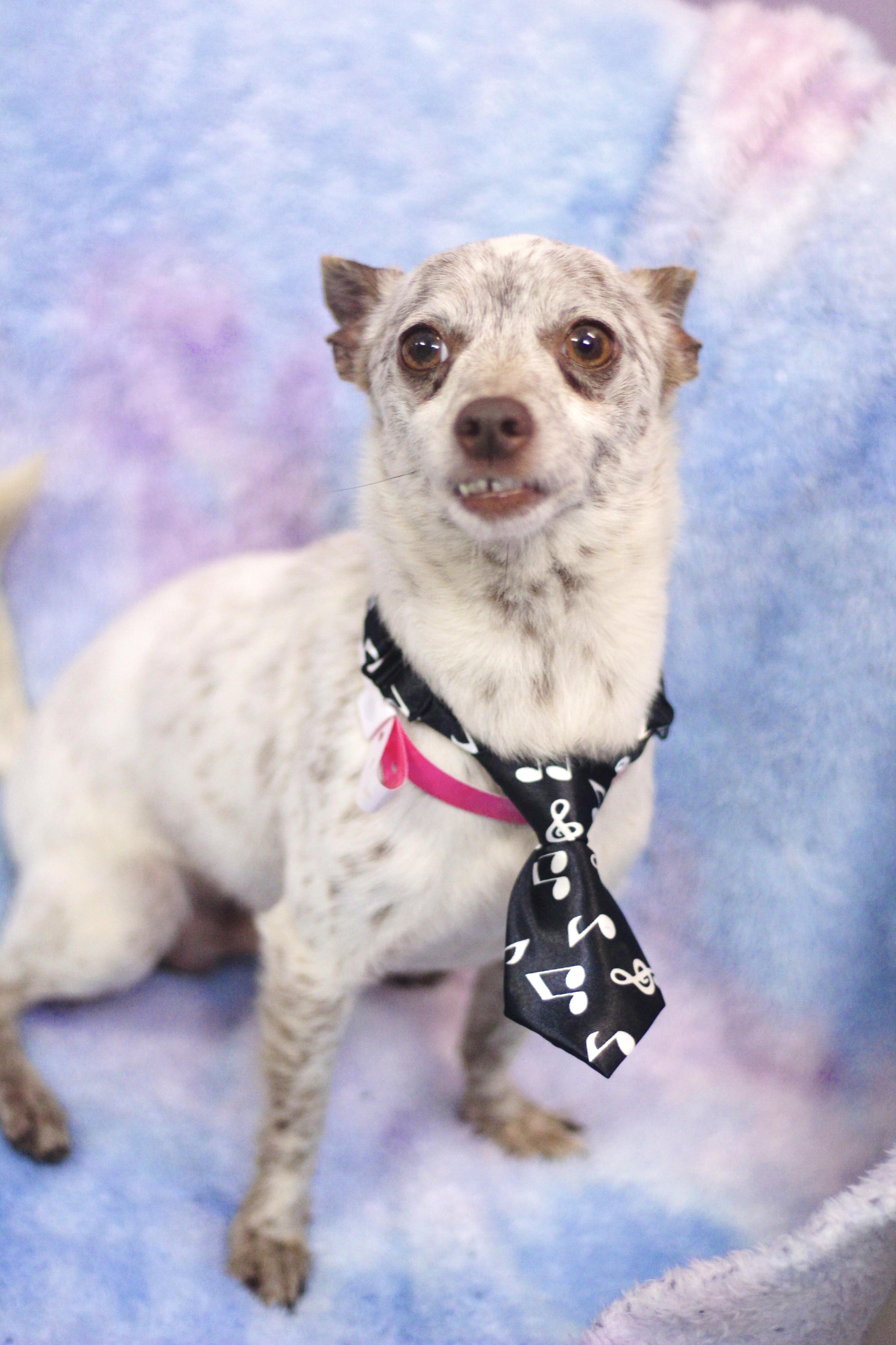 Enlarge Merlow in NH. Come Meet our Adoptable Dogs Wednesday-Saturday. More info in Bio, an adoptable mixed breed in Manchester, NH image 4/4