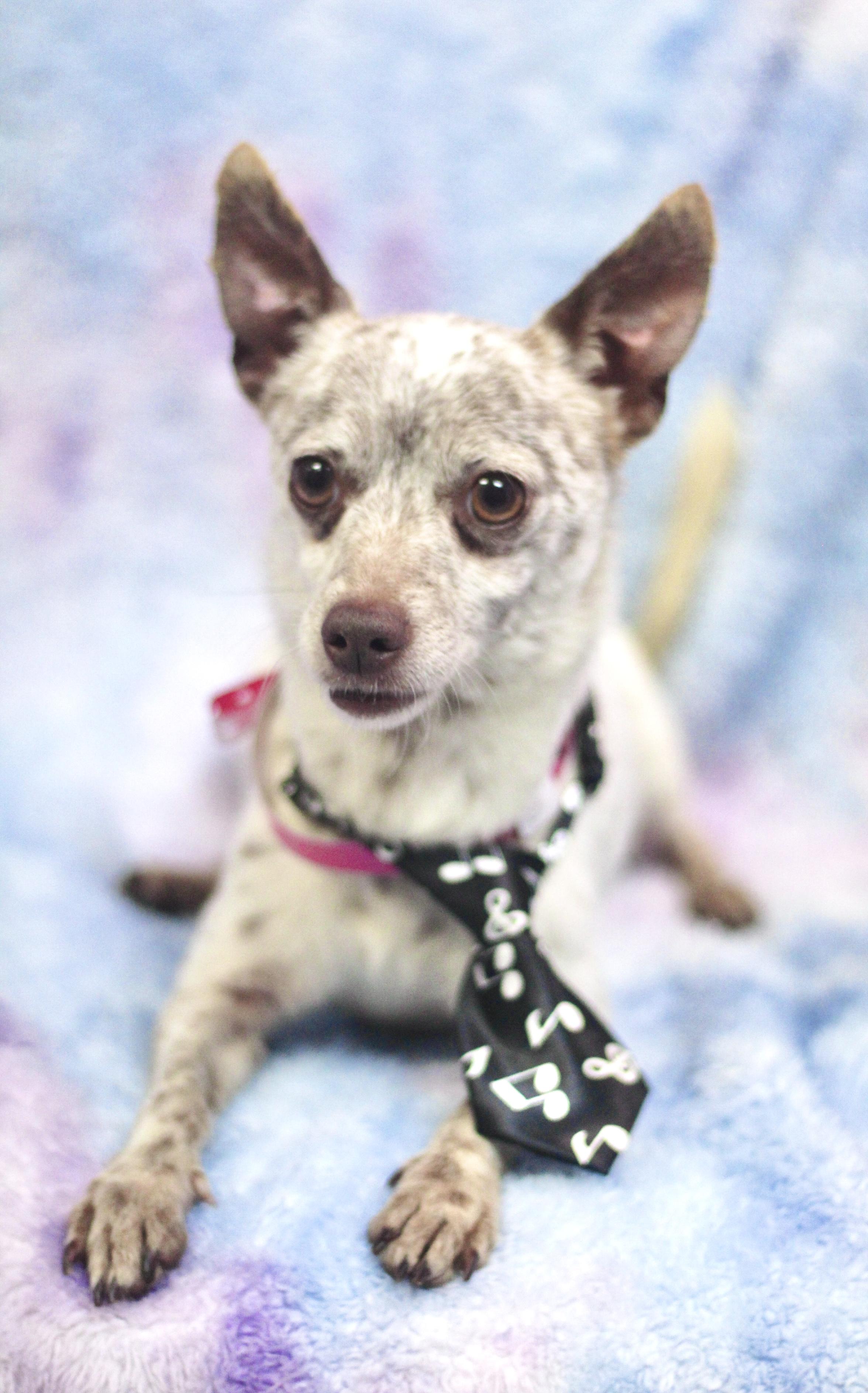 Enlarge Merlow in NH. Come Meet our Adoptable Dogs Wednesday-Saturday. More info in Bio, an adoptable mixed breed in Manchester, NH image 3/4