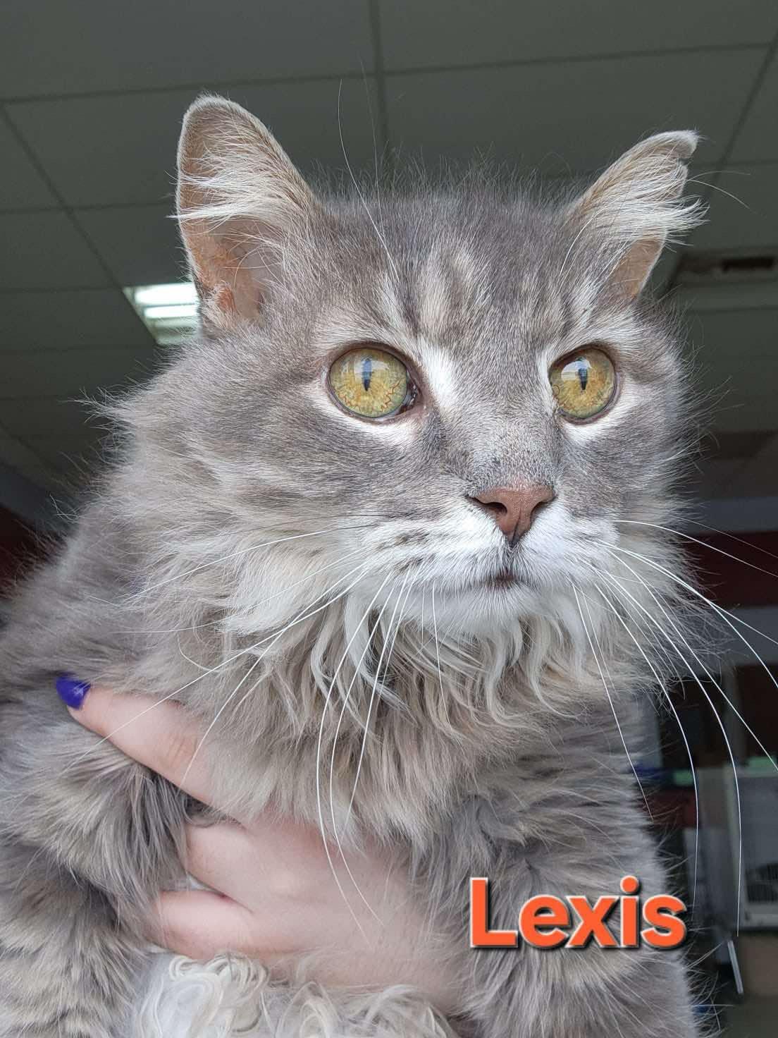 Lexis, Adoptable, Adult Female Tabby.