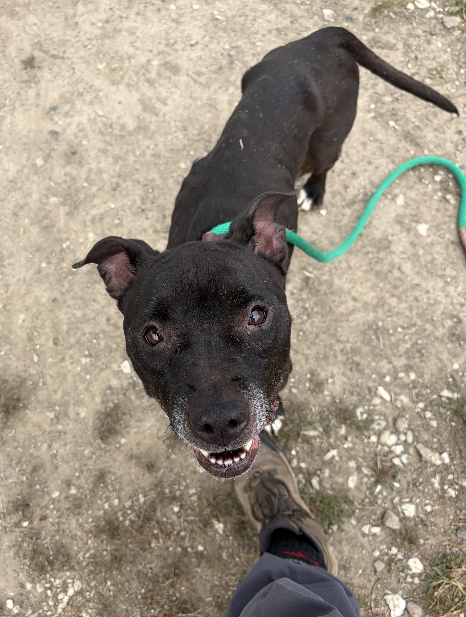 Enlarge Vicky, a Adoptable mixed breed in Crete, IL image 3/5