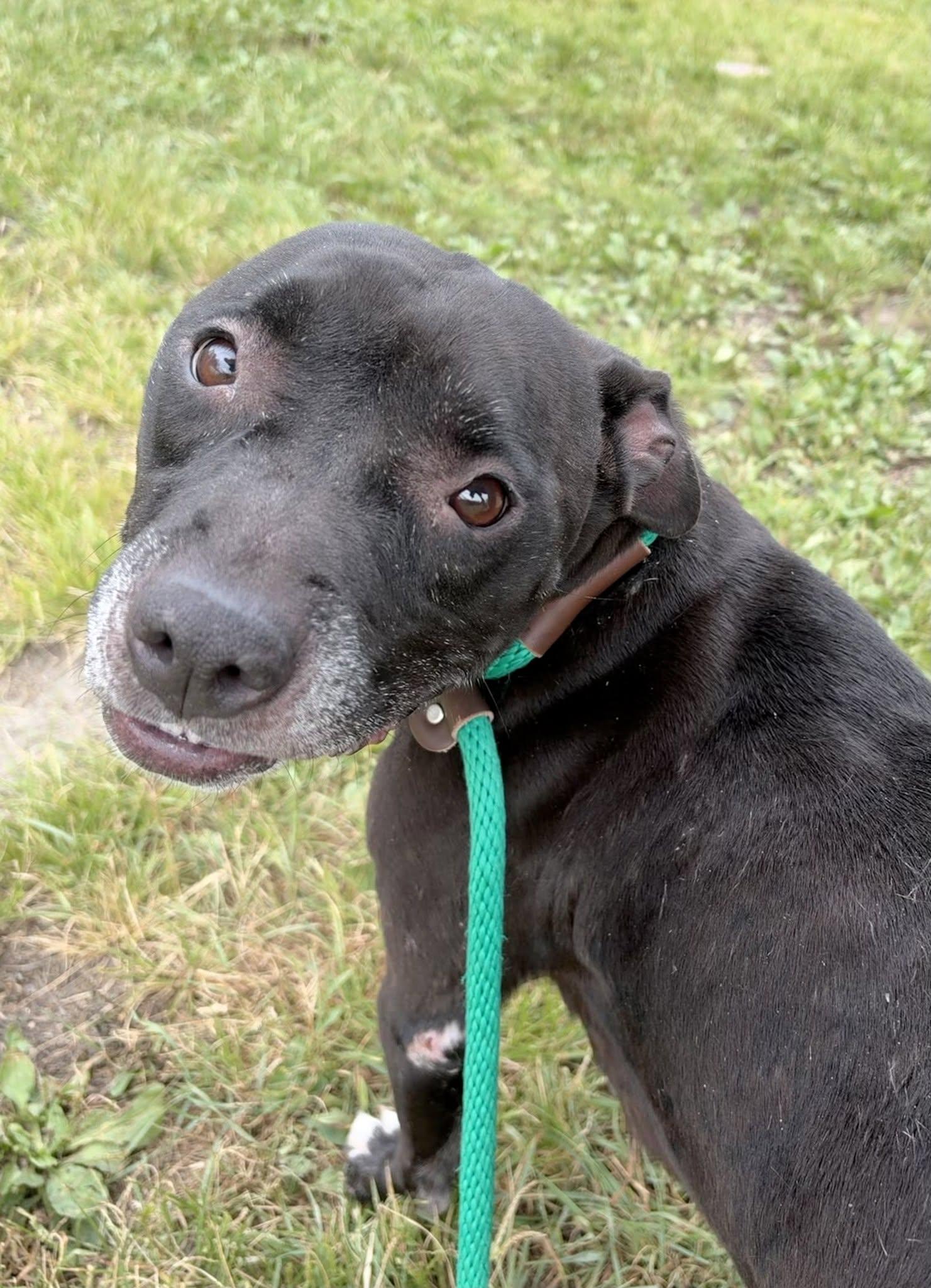 Enlarge Vicky, a Adoptable mixed breed in Crete, IL image 4/5
