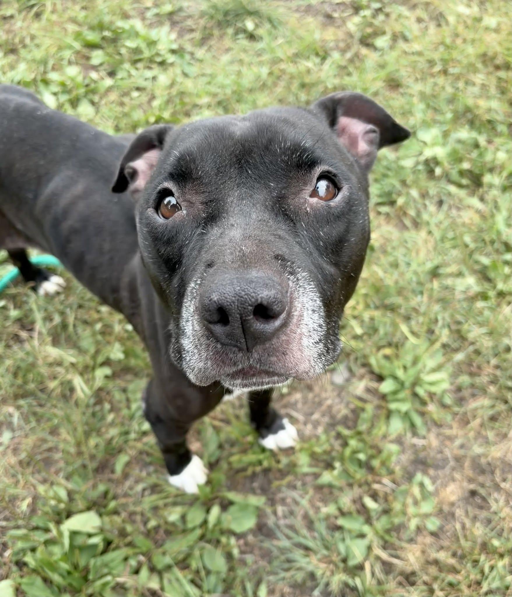 Enlarge Vicky, a Adoptable mixed breed in Crete, IL image 5/5