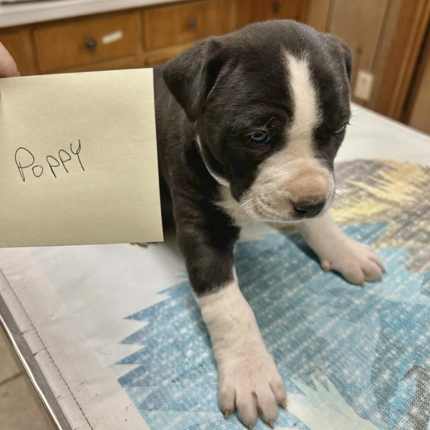 Poppy, an adopted mixed breed in Glenolden, PA image 5/6