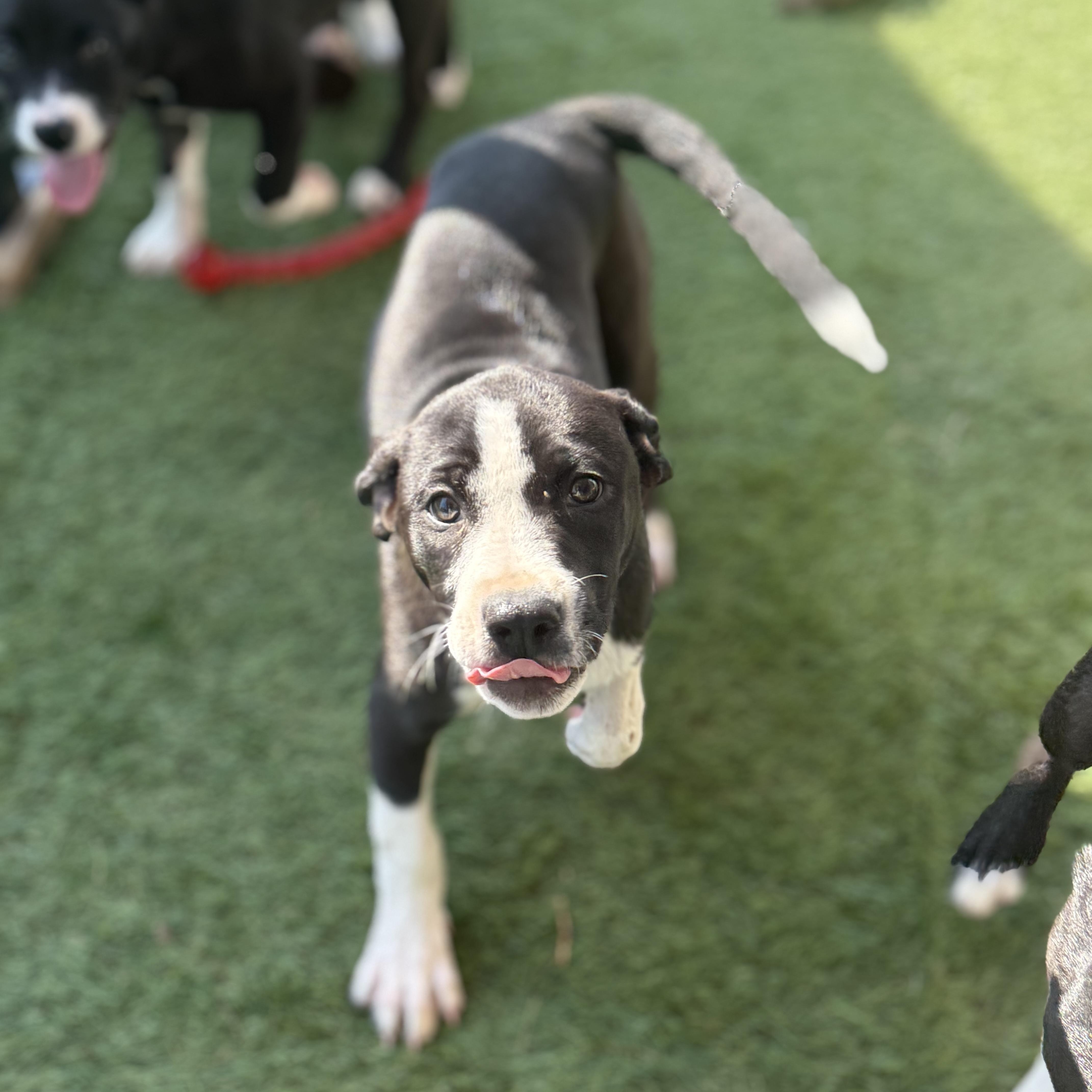 Poppy, adopted, Puppy Female Labrador Retriever & Labrador Retriever.
