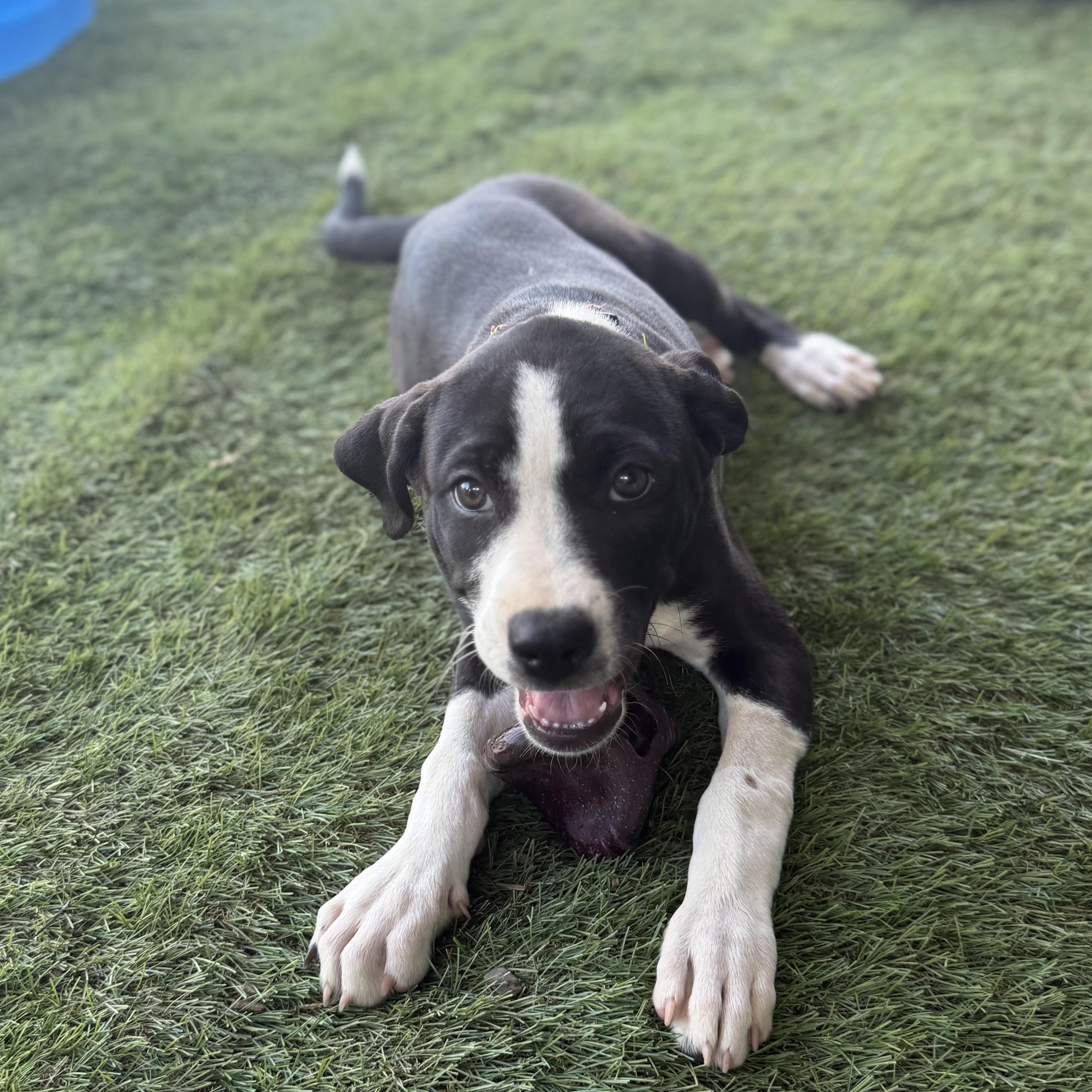 Poppy, an adopted mixed breed in Glenolden, PA image 4/6