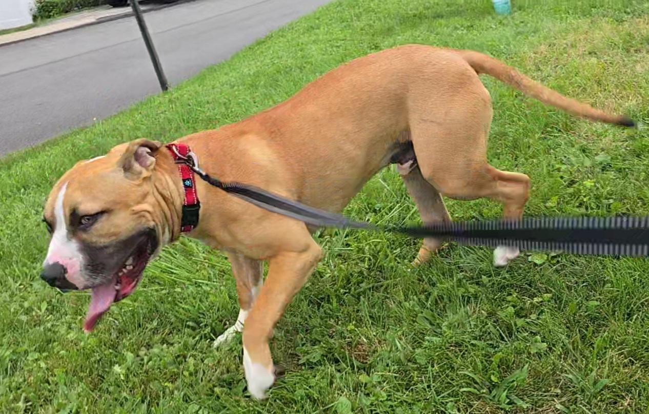 Zeus, a Adoptable mixed breed in Claridge, PA image 5/6