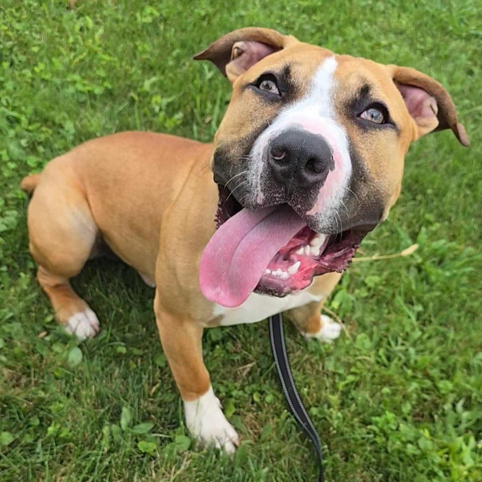 Zeus, Adoptable, Young Male American Bully.