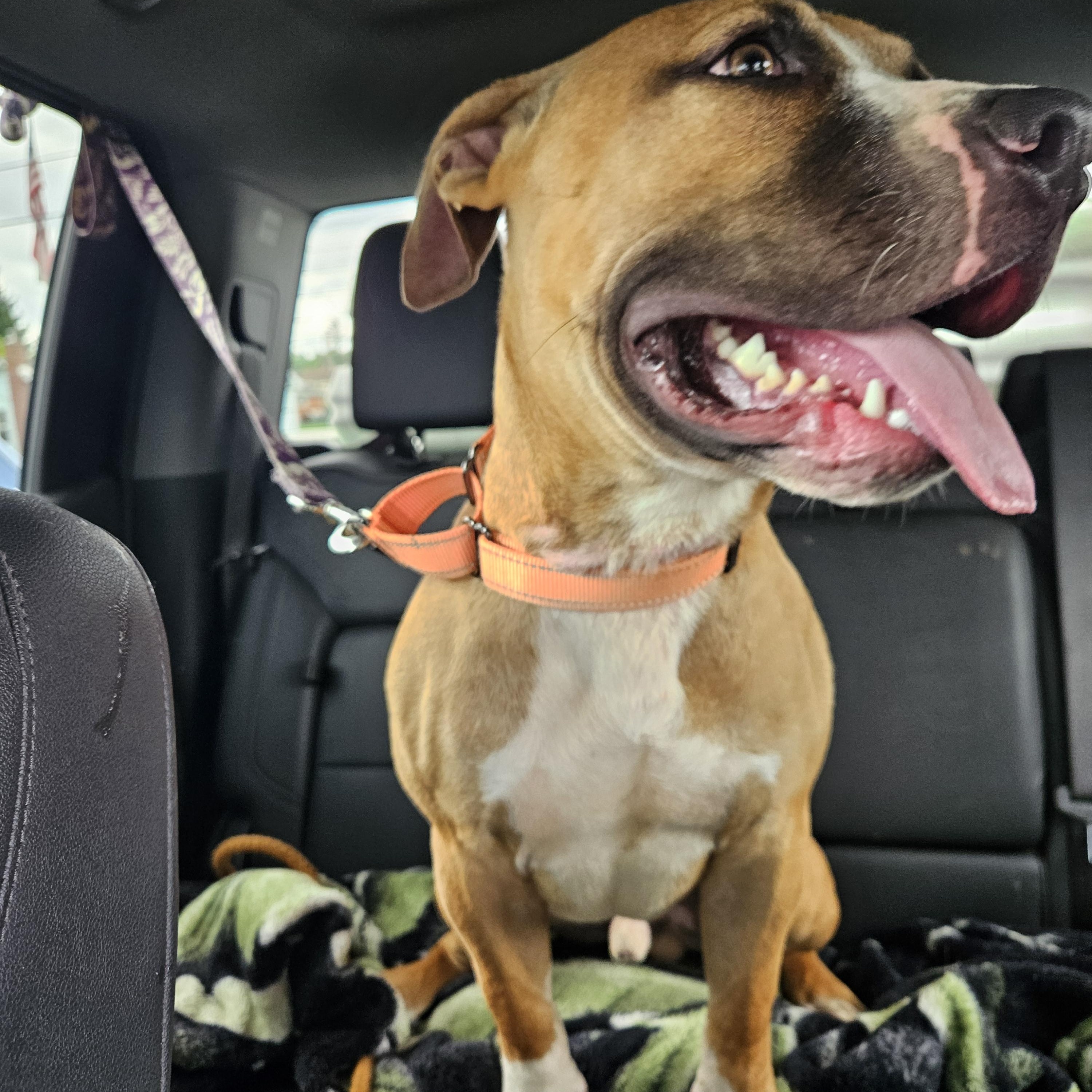 Zeus, a Adoptable mixed breed in Claridge, PA image 2/6