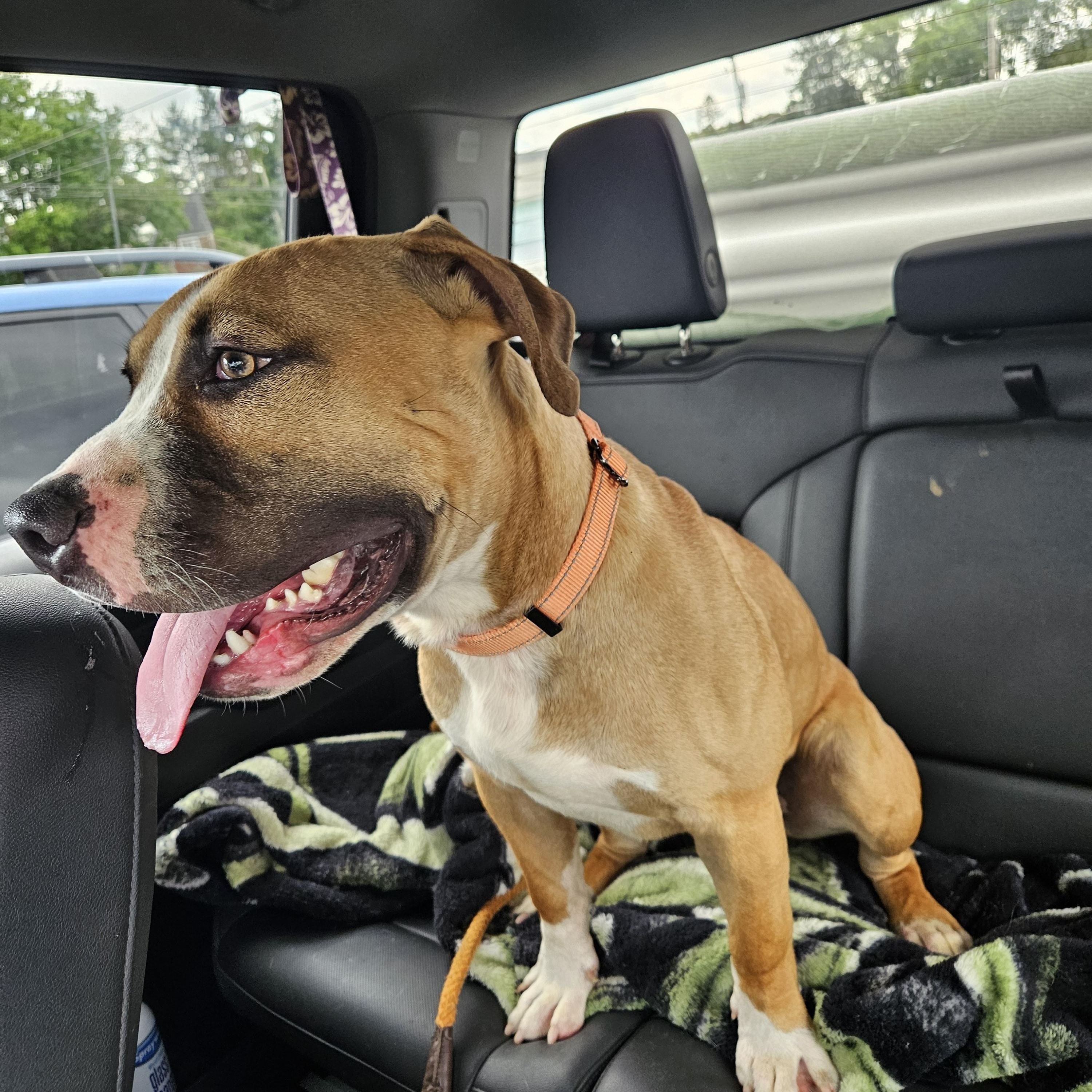 Zeus, a Adoptable mixed breed in Claridge, PA image 3/6