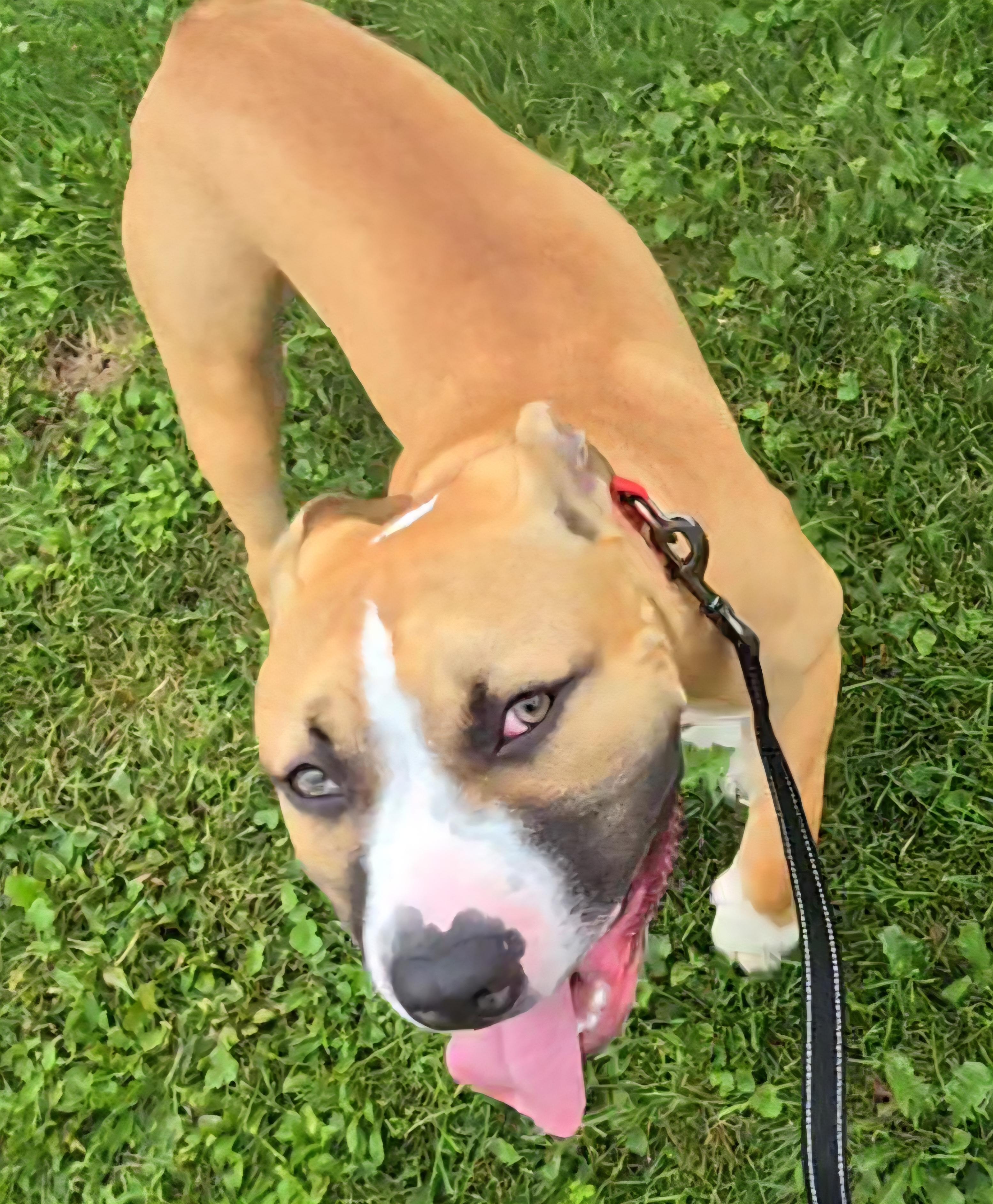 Zeus, a Adoptable mixed breed in Claridge, PA image 6/6