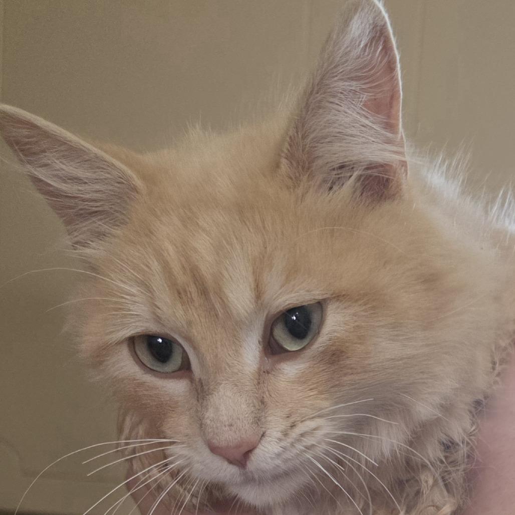 Enlarge Billy, a Adoptable Domestic Long Hair in Wiggins, MS image 1/2