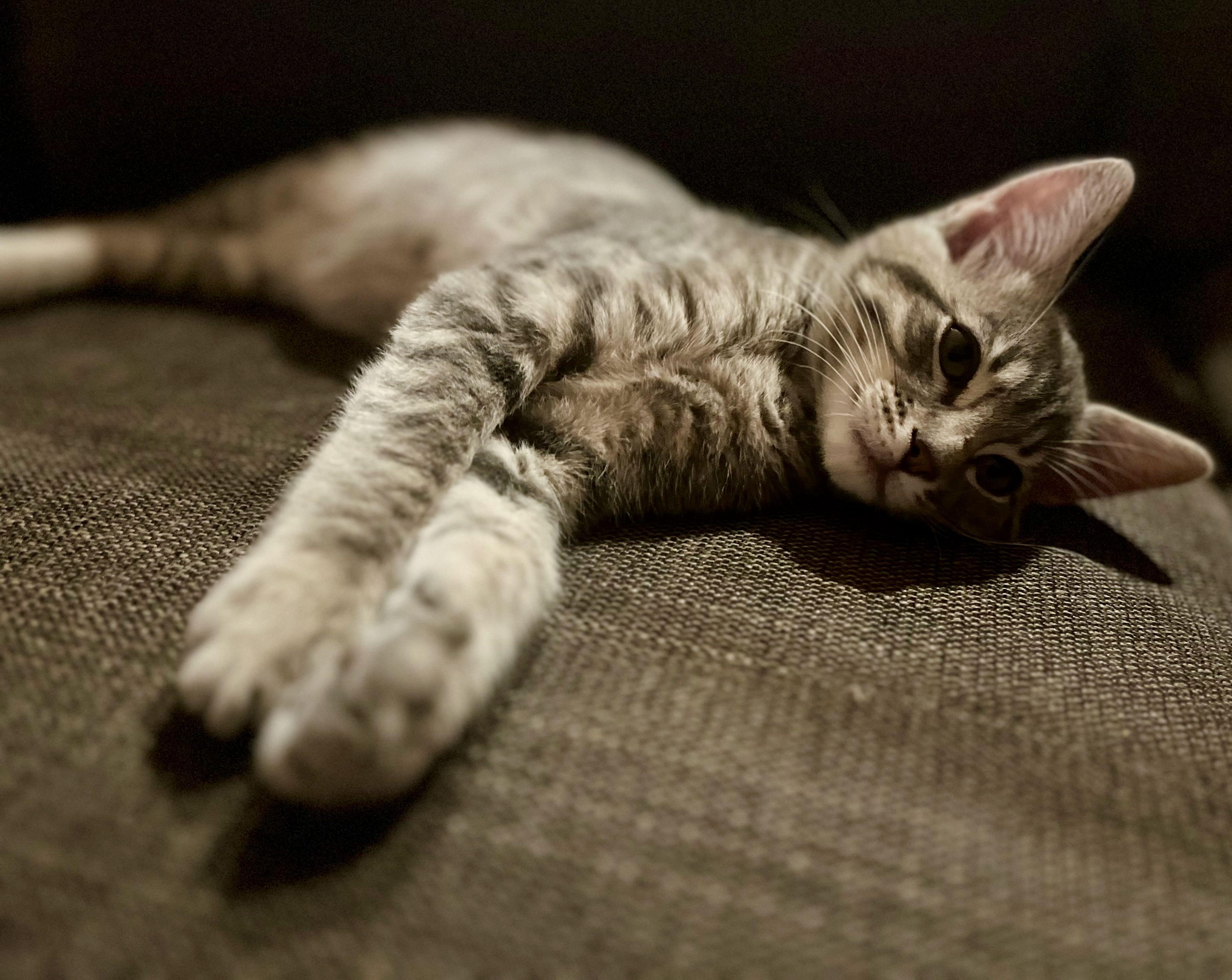 Micah, an adopted Tabby in Seattle, WA image 4/4