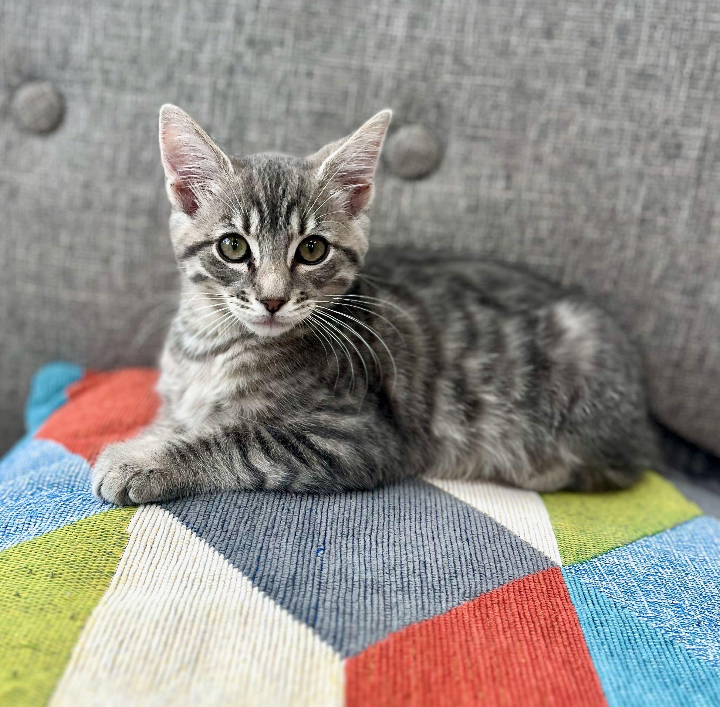 Micah, adopted, Kitten Male Tabby.