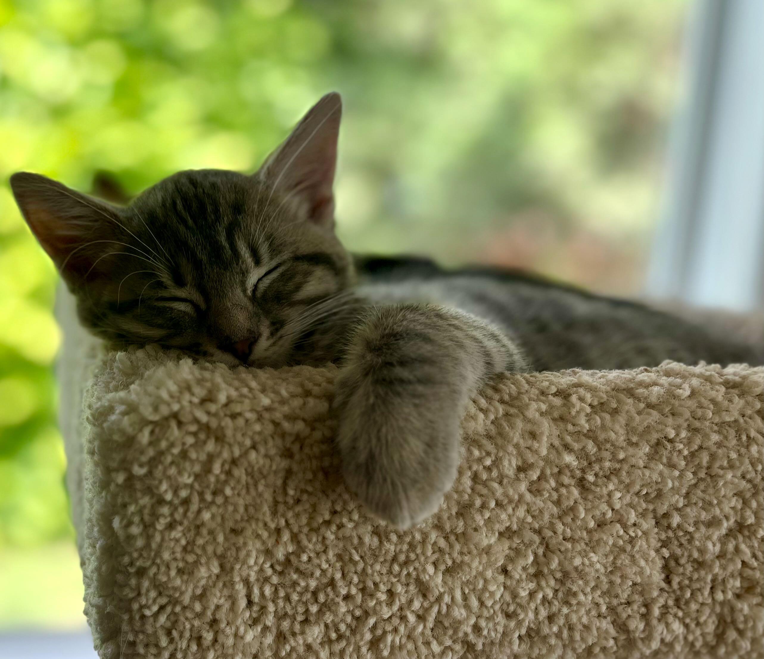 Micah, an adopted Tabby in Seattle, WA image 3/4