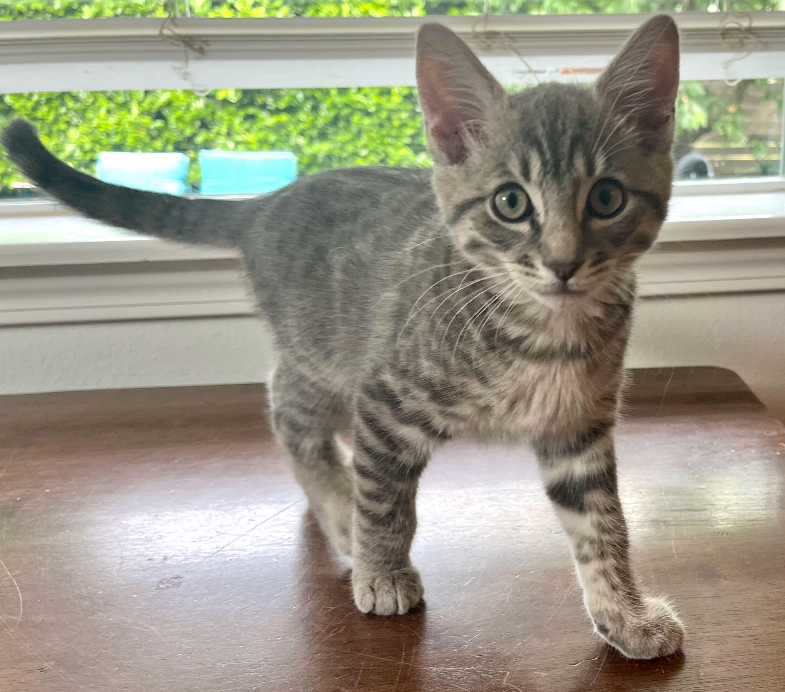 Micah, an adopted Tabby in Seattle, WA image 2/4