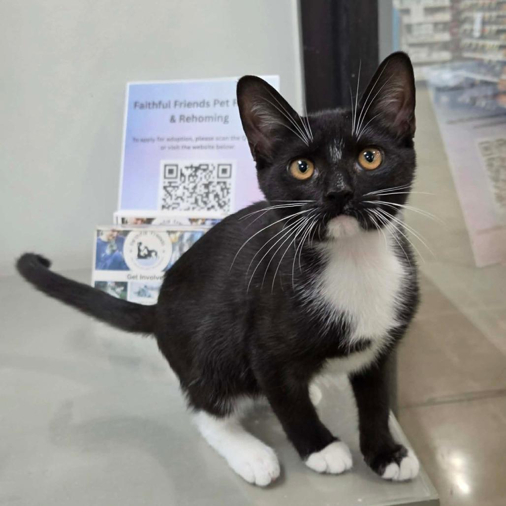 Enlarge Shermina, a Adoptable Domestic Short Hair in Williston, FL image 1/5