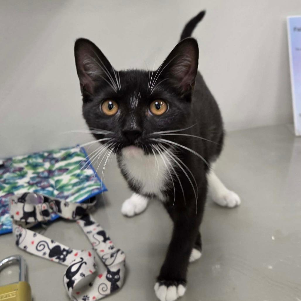 Enlarge Shermina, a Adoptable Domestic Short Hair in Williston, FL image 2/5