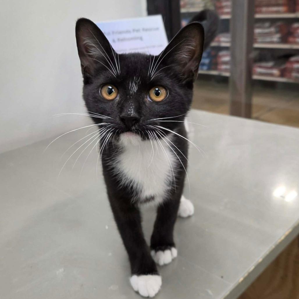Enlarge Shermina, a Adoptable Domestic Short Hair in Williston, FL image 3/5
