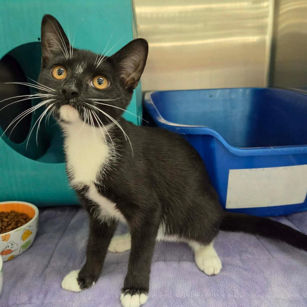 Enlarge Shermina, a Adoptable Domestic Short Hair in Williston, FL image 4/5