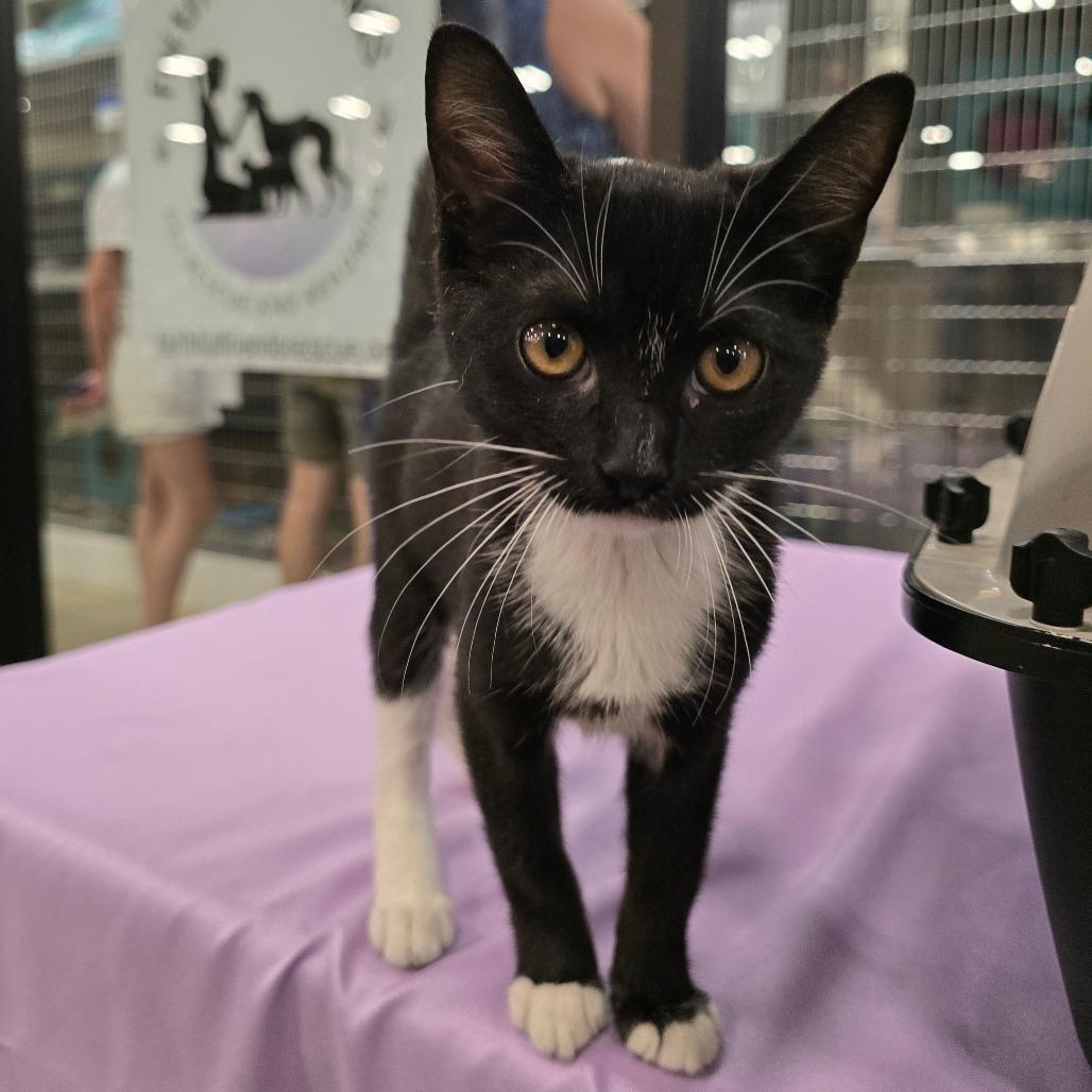 Enlarge Shermina, a Adoptable Domestic Short Hair in Williston, FL image 5/5