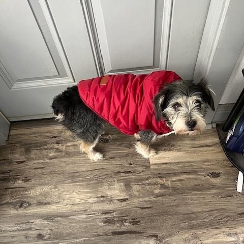 Mooch, a Adopted Terrier in White Settlement, TX image 2/4