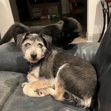 Mooch, a Adopted Terrier in White Settlement, TX image 4/4