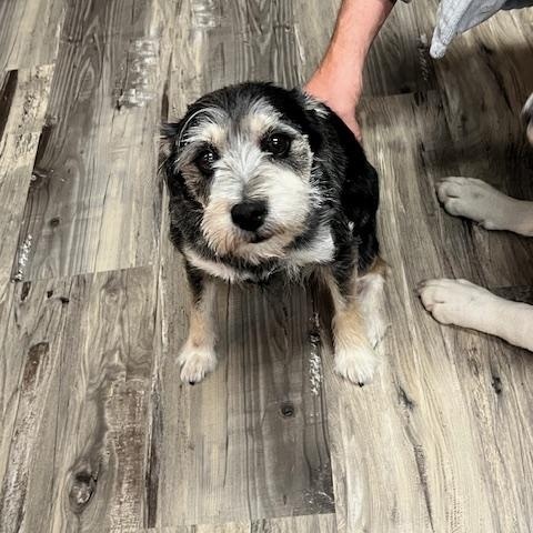 Mooch, a Adopted Terrier in White Settlement, TX image 3/4