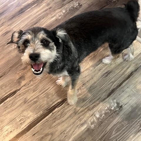 Mooch, Adopted, Adult Male Terrier.