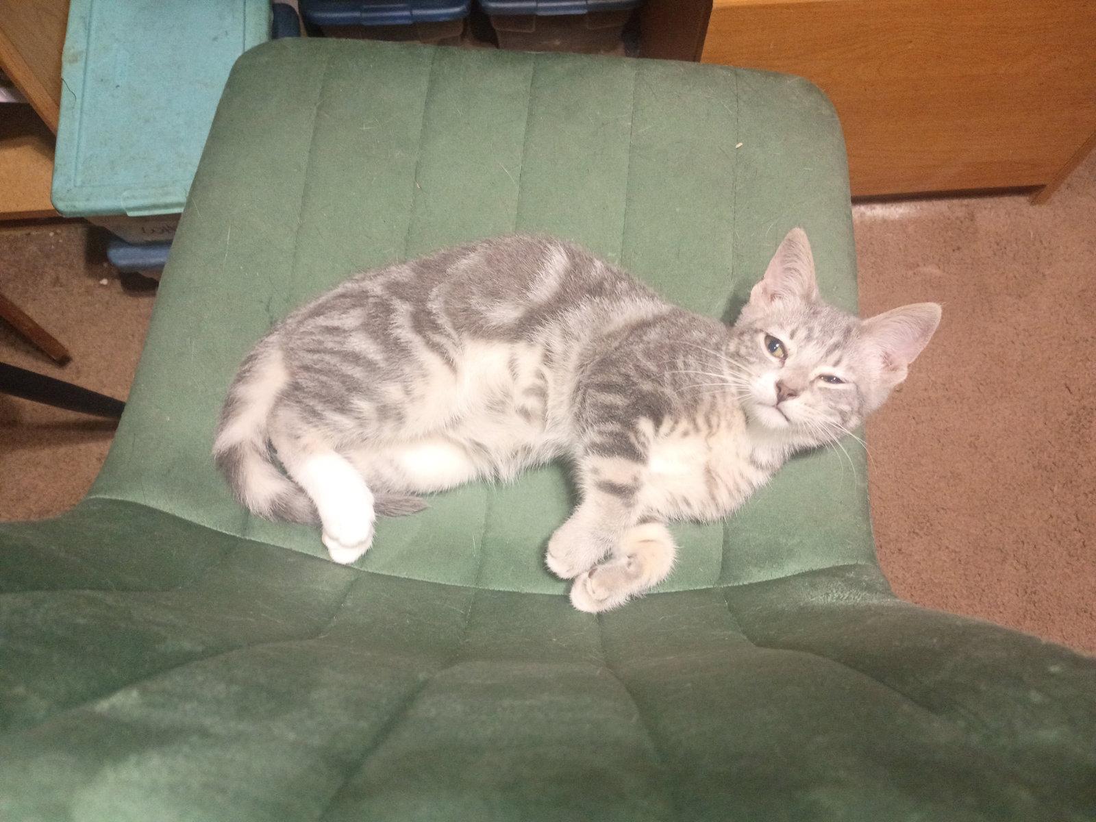 Fritz, Adoptable, Kitten Male Domestic Short Hair.