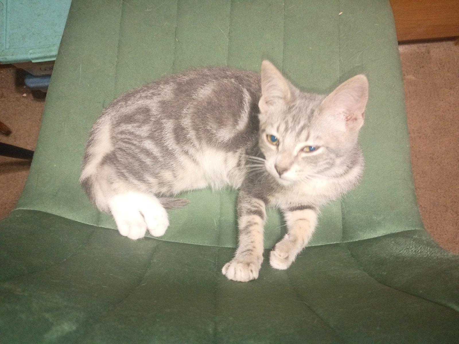 Enlarge Fritz, a Adoptable Domestic Short Hair in Niles, MI image 2/3