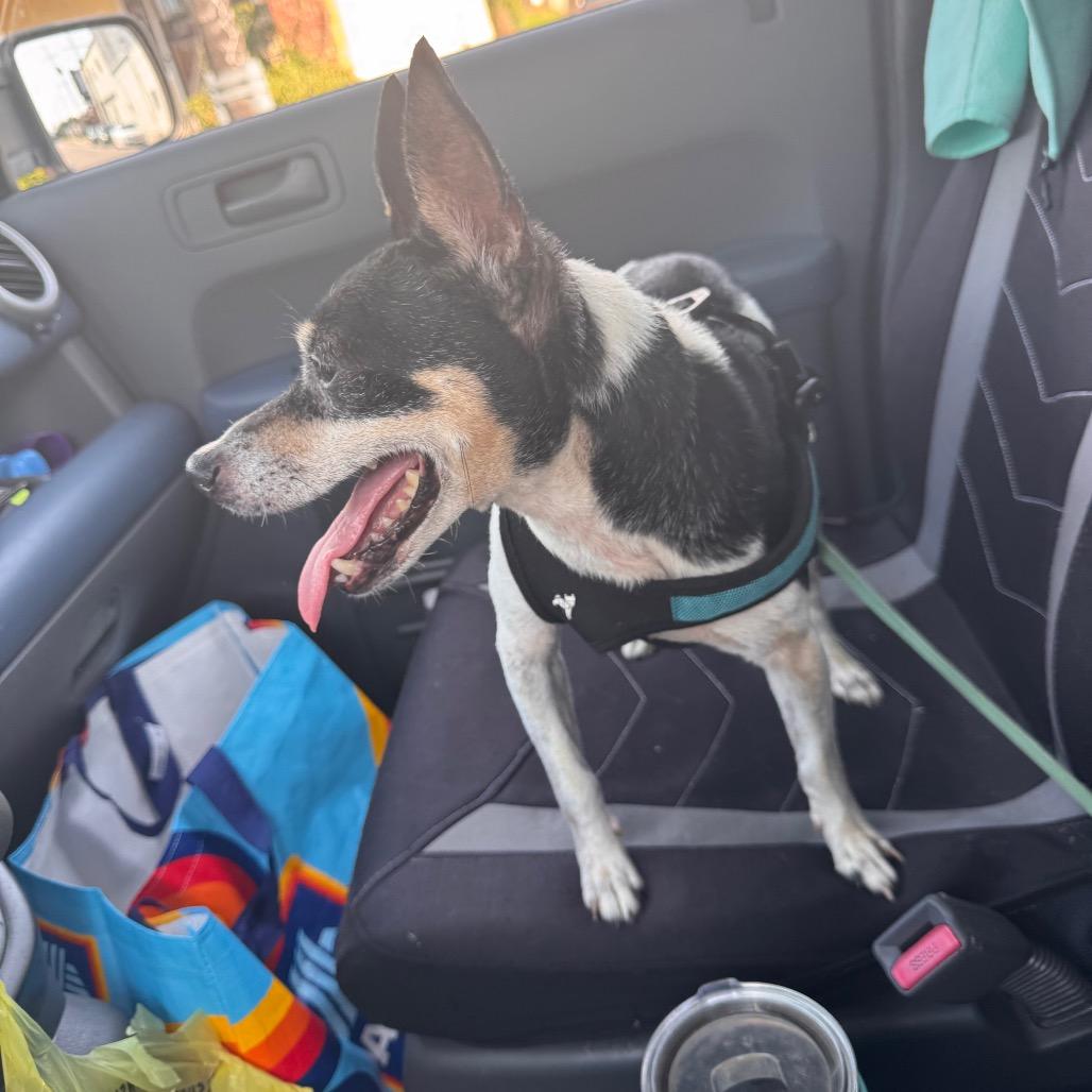 Fernando, Adoptable, Adult Male Mixed Breed.