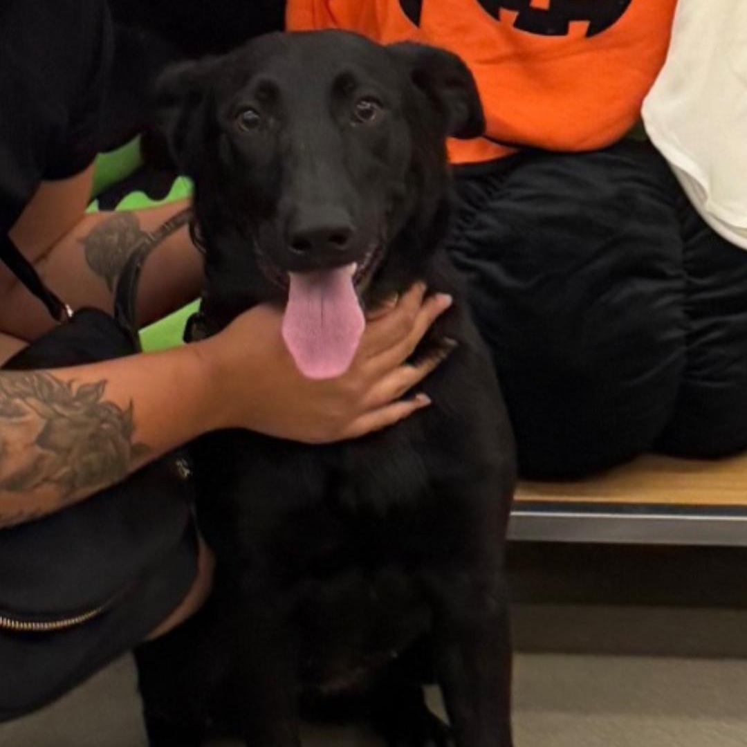 Ruby, Adoptable, Young Female Labrador Retriever & German Shepherd Dog.