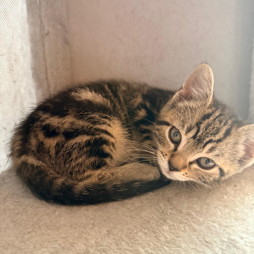 Enlarge Michelle, a Adoptable Domestic Short Hair in Irwin, PA image 3/3