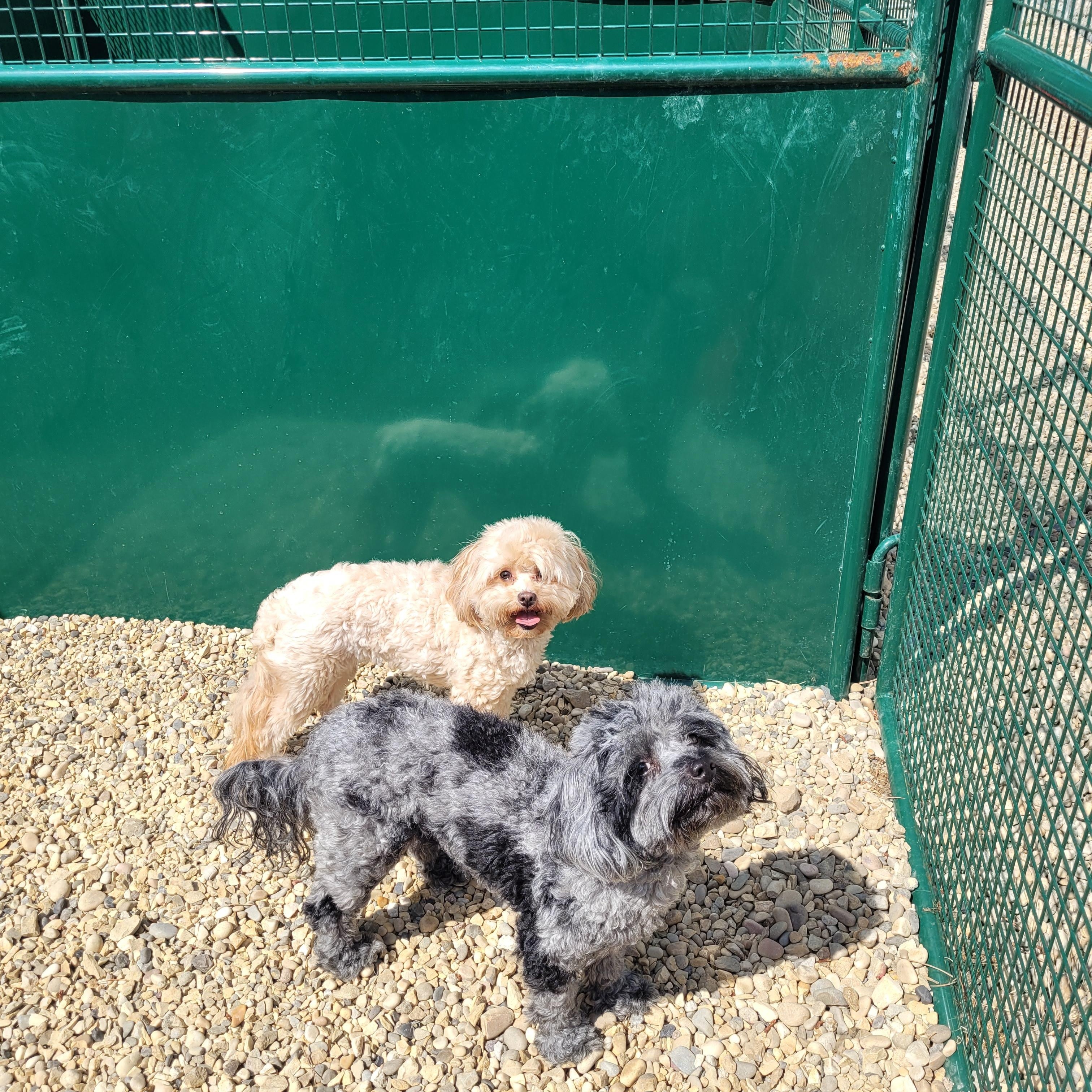 Enlarge Maggie, an adopted mixed breed in Lacombe, AB image 2/6