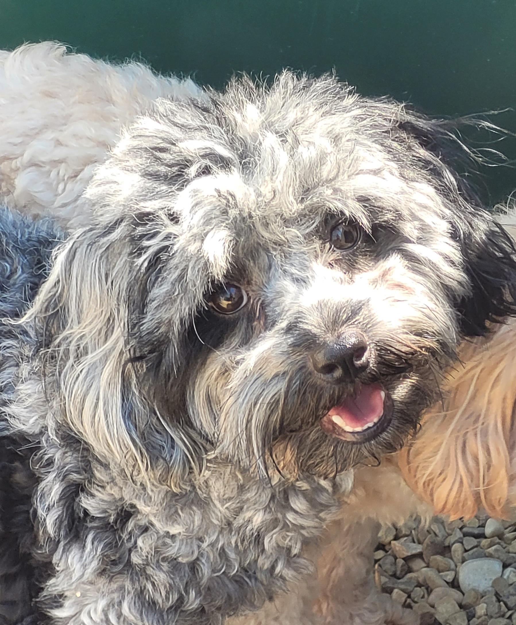 Maggie, adopted, Young Female Maltipoo.