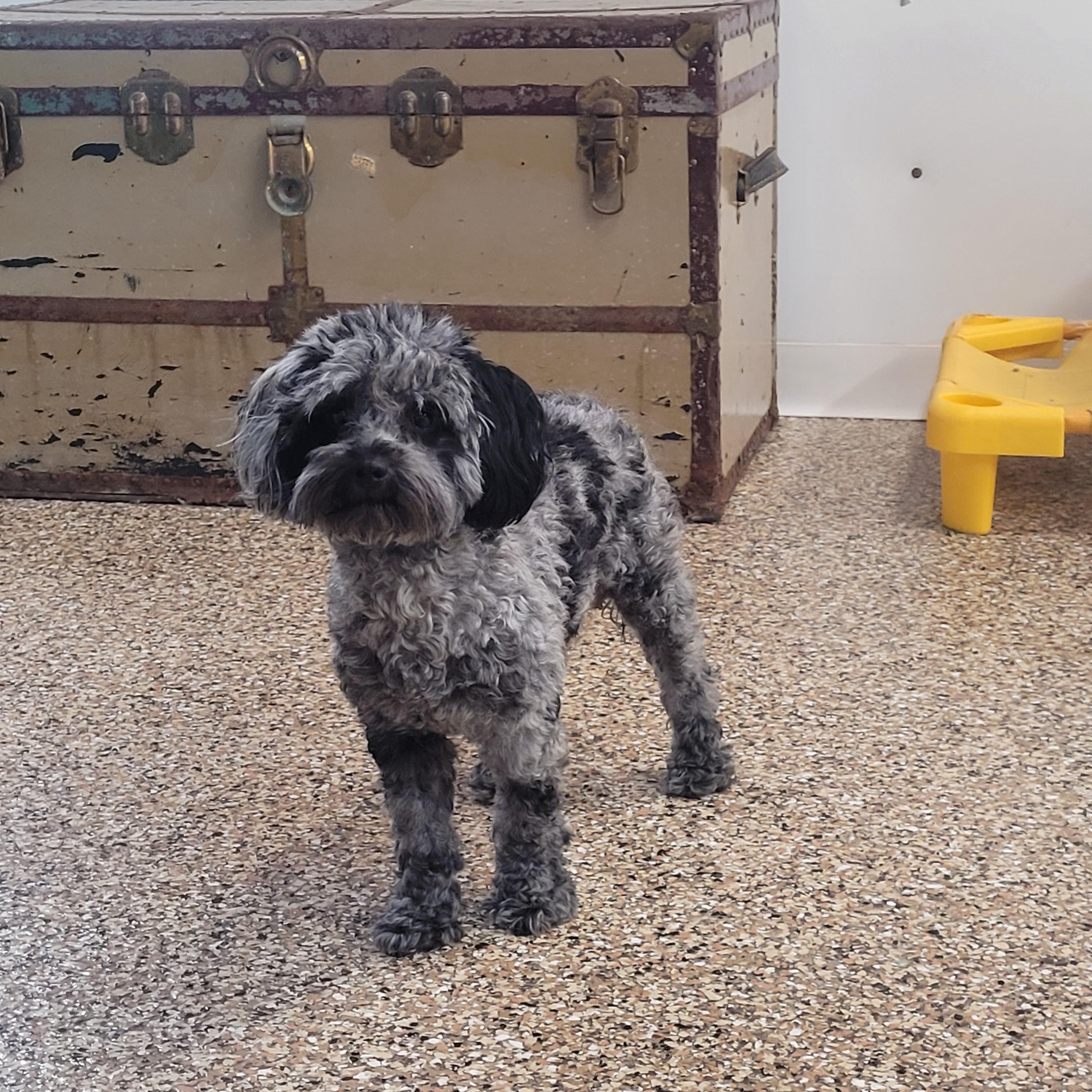Enlarge Maggie, an adopted mixed breed in Lacombe, AB image 5/6
