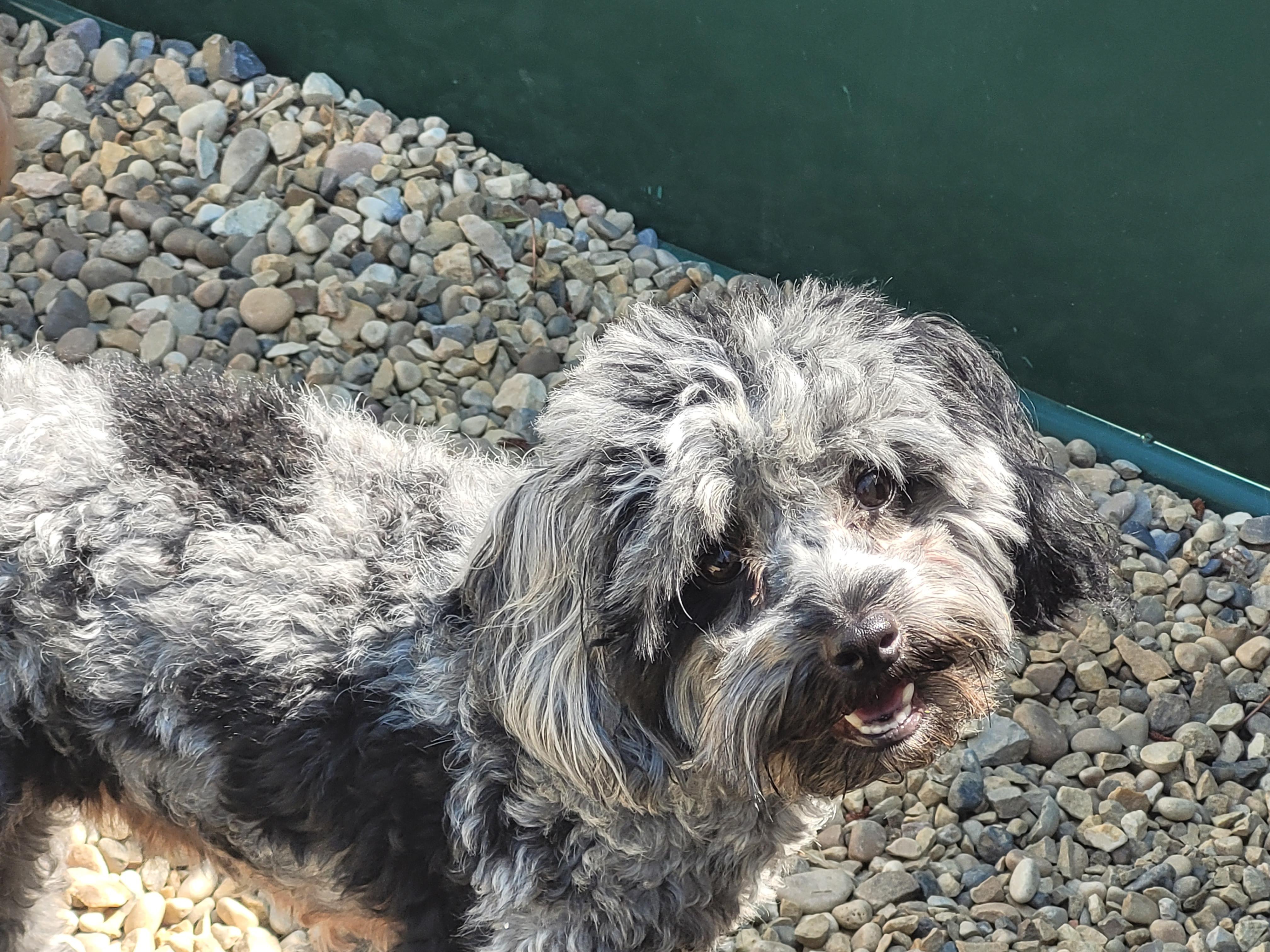 Enlarge Maggie, an adopted mixed breed in Lacombe, AB image 6/6