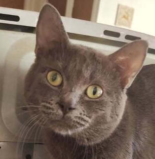 Pyramid, Adoptable, Adult Male Domestic Short Hair.