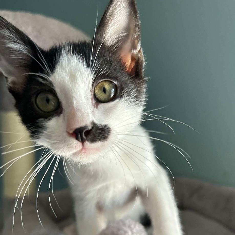 Tiger, a Adoptable Domestic Short Hair in Tampa, FL image 1/2