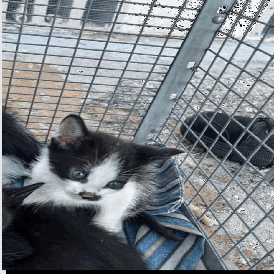 Tiger, a Adoptable Domestic Short Hair in Tampa, FL image 2/2