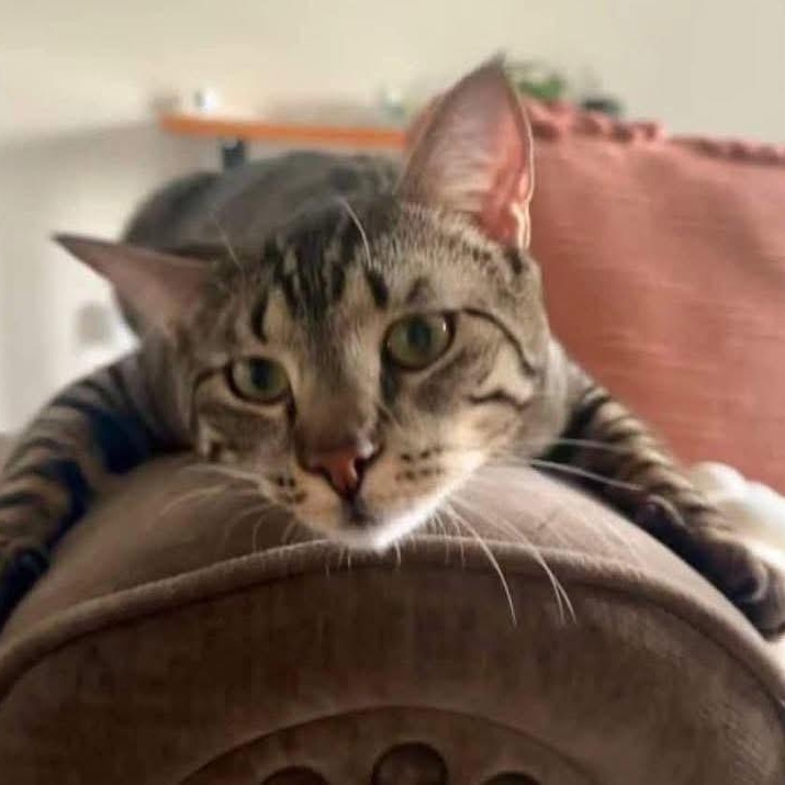 Lincoln, Adoptable, Adult Male Domestic Short Hair & Tabby.