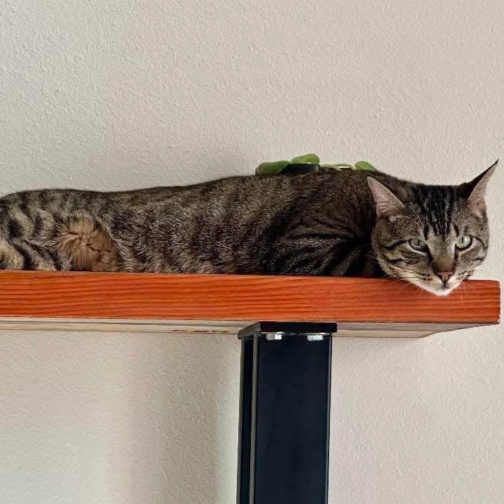 Lincoln, a Adoptable mixed breed in Lubbock, TX image 2/2