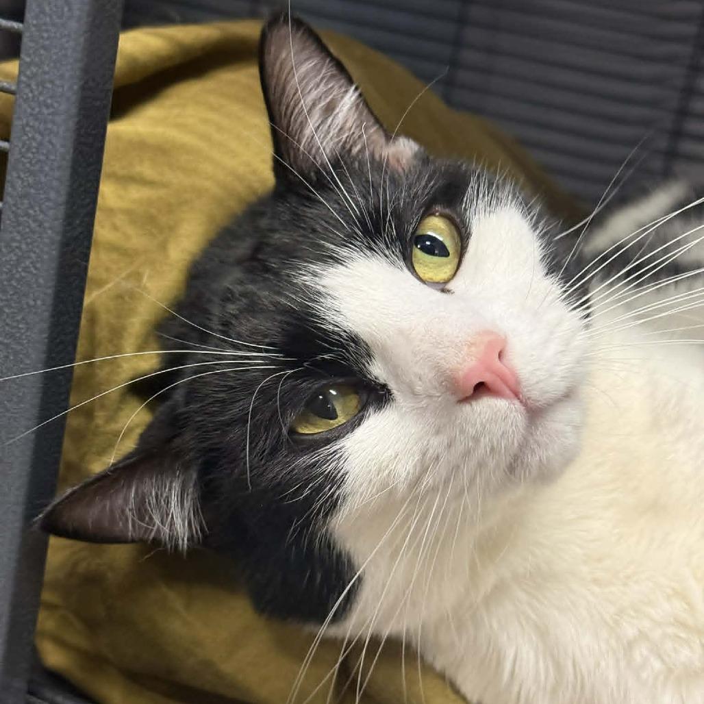 Topanga, Adoptable, Adult Female Domestic Short Hair.