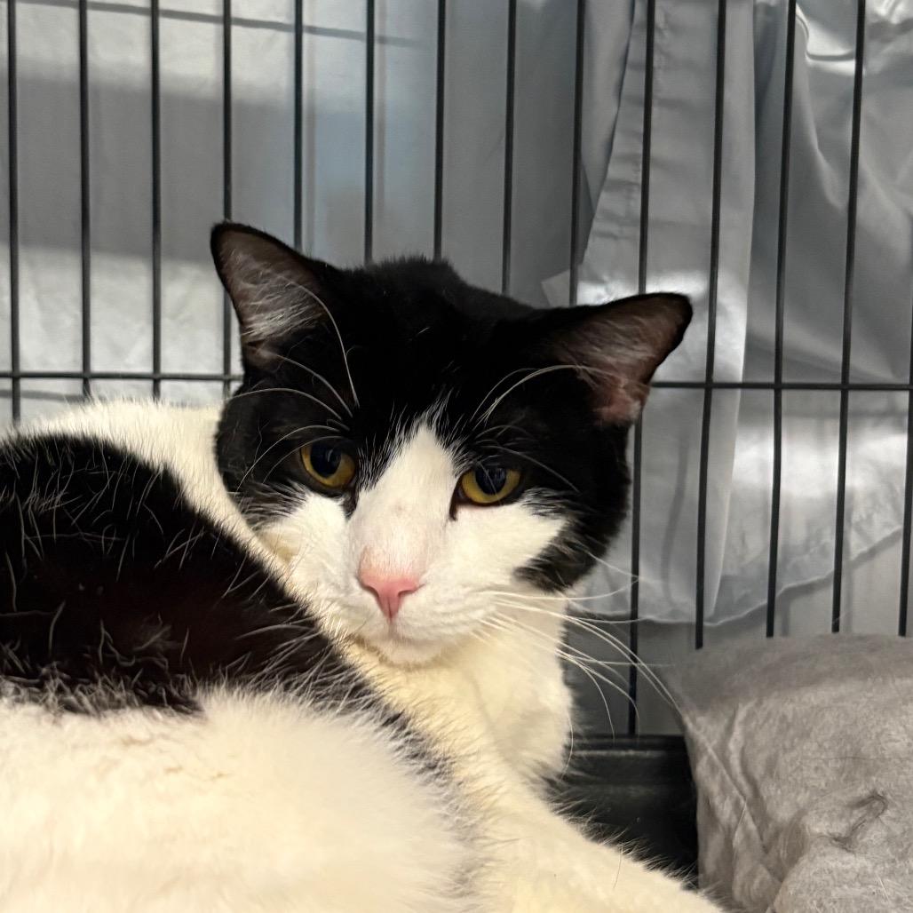Enlarge Topanga, a Adoptable Domestic Short Hair in Saugerties, NY image 2/6