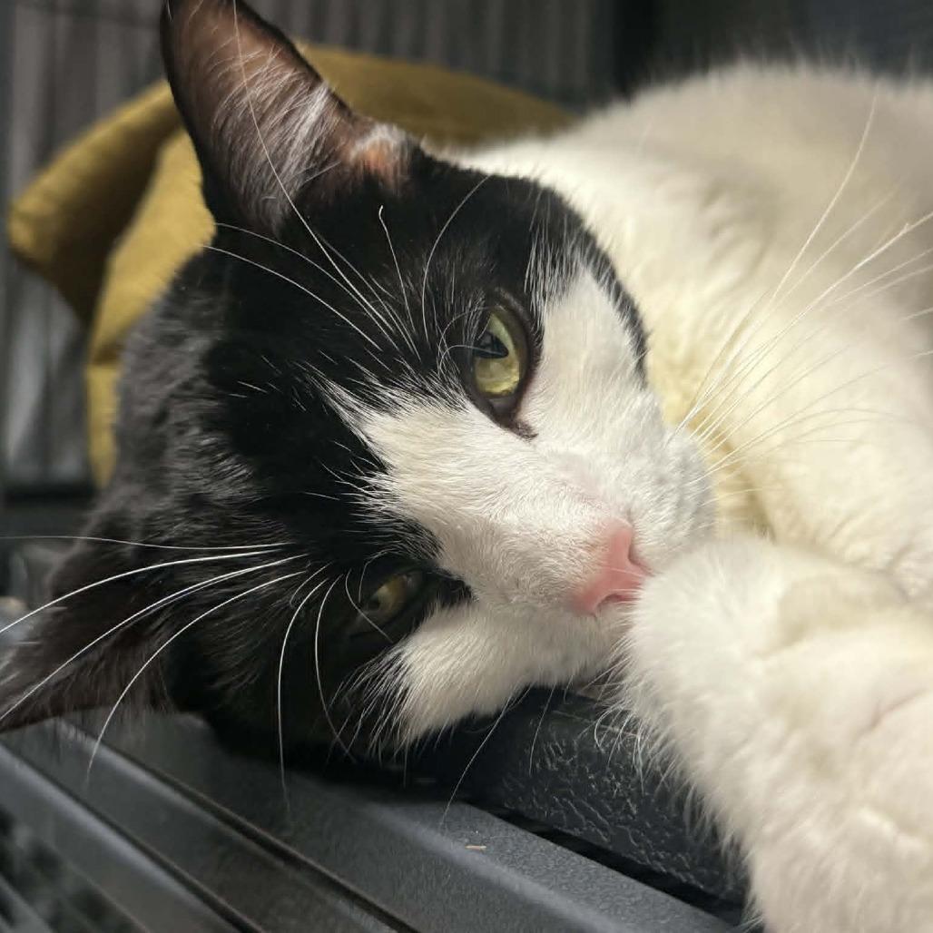 Enlarge Topanga, a Adoptable Domestic Short Hair in Saugerties, NY image 3/6